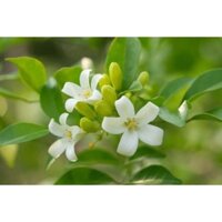 CÂY HOA NGUYỆT QUẾ, HOA THƠM