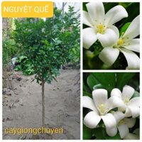 CÂY HOA NGUYỆT QUẾ TO