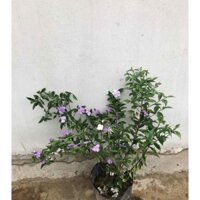 Cây hoa nhài Nhật + Tặng (0,3kg) phân hữu cơ cao cấp