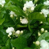 Cây hoa nhài ta thơm ( gốc lâu năm)