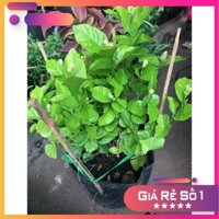 Cây hoa nhài Ưa Thích