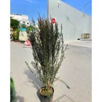 Cây hoa Nhất Chi Mai cao tầm 80cm hơn, cây đang nụ hoa như hình