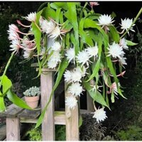 Cây hoa Nhật Quỳnh (hoa ra thơm)