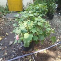 Cây Hoa Phù Dung 1 Thân ( hàng đẹp .siêu nụ)