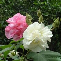 Cây hoa phù dung + Tặng (0,3kg) phân hữu cơ cao cấp