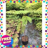 Cây hoa Phượng màu đỏ +Tặng 02 cây nhót ngọt