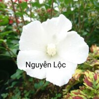 Cây hoa râm bụp Han Quoc- Hoa kiểng Nguyễn Lộc- Cây giống chất lượng cao