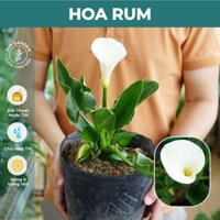 Cây Hoa Rum - Calla Lily Nhiệt Đới Dễ Trồng Jun Garden