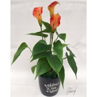 Cây hoa rum giả trang trí cao cấp - Cây Giả Trang Trí