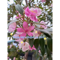 cây hoa sim nếp rừng( cây ngẫu nhiên bầu nặng)