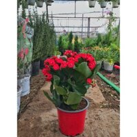 Cây hoa sống đời  cao 20-25cm hoa nở đẹp màu đỏ tươi cực dễ trồng chăm sóc, thích hợp trang trí cảnh