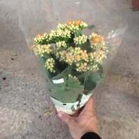 Cây Hoa Sống Đời KÉP Để Bàn Sai Nụ Sai Hoa,Bền Hoa