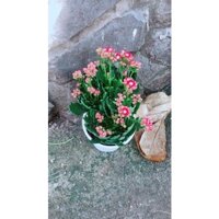 Cây Hoa Sống Đời Thái