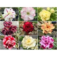 CÂY HOA SỨ THÁI CÁNH KÉP " HIỆP THÀNH " - BẢO HÀNH MẶT HOA KÉP Y ẢNH