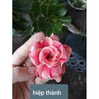 CÂY HOA SỨ THÁI CÁNH KÉP " HIỆP THÀNH "