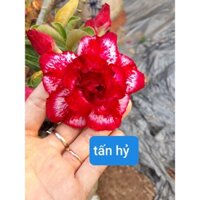 CÂY HOA SỨ THÁI CÁNH KÉP "TẤN HỶ "-củ size đại ,rễ quái thành hình, hàng tuyển loại 1