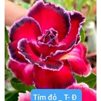 CÂY HOA SỨ THÁI CÁNH KÉP "TÍM ĐỎ"-củ size đại ,rễ quái thành hình, hàng tuyển loại 1