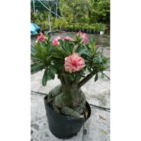 Cây hoa sứ thái kép ( cao 40-50cm )