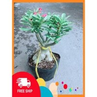 Cây Hoa Sứ Thái Kép