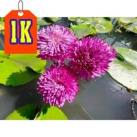 Cây hoa súng Đất Nước Thái Lan Khao Hin Sorn