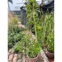 Cây Hoa thiên lý pháo- rạng đông, chùm ớt. cao 50-70cm