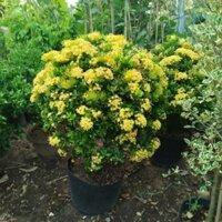 Cây Hoa Trang Vàng 1 Thân ( hàng đẹp) tán lớn