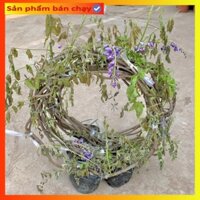 Cây hoa tử đằng dây leo mang sắc tím