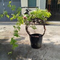Cây Hoa Tử Đằng Lớn ( hàng đẹp)