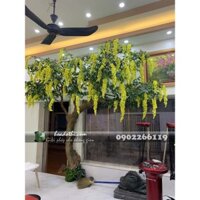 Cây hoa tử đằng màu vàng