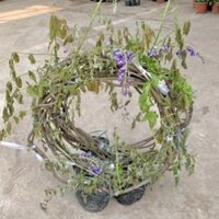 Cây hoa tử đằng Tím leo, ẢNH THẬT SỐ 2 ]tạo dáng cuộn tròn đường kính 30 - 35cm sức sống tốt, thích hợp làm cây leo giàn