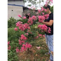 CÂY HOA TƯỜNG VI