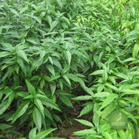 Cây hoàn ngọc (cây xuân hoa) – Thảo dược Bách An Khang JD294 cayhoanngoc – Bách An Khang | Bachankhang.com | Thế giới thảo dược, đông trùng hạ thảo, yến sào Khánh Hòa