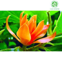 Cây hoàng lan vàng - Ngọc lan hoa vàng thoát thân cao 90-100cm (ảnh thật).