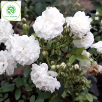 Cây hồng bạch trà đang hoa thơm ngát cao 50cm (ảnh thật )