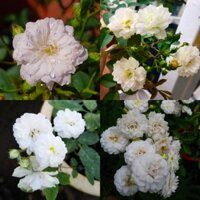 Cây Hồng Bạch Trà- tặng kèm phân bón