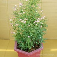 Cây Hồng Bụi PINKPONG Hoa Nhỏ JUN GARDEN