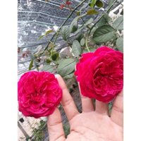 CÂY HÒNG LEO PHÁP MÀU ĐỎ