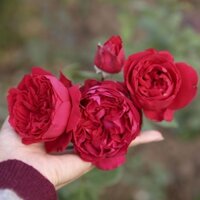 Cây Hồng Leo Pháp Red Eden