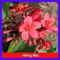 Cây Hồng Mai - Cây cảnh sân vườn  Tặng phân bón cho cây