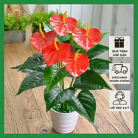 Cây Hồng Môn Đỏ Để Bàn, Trang Trí Văn Phòng, Bàn Làm Việc Kèm Chậu Nhựa Cao 40-50cm Ship Đi Các Tỉnh