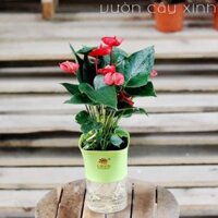 Cây hồng môn thủy sinh để bàn | Cây thủy sinh