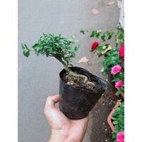 Cây Hồng Ngọc Mai Bonsai Mini ( cây khỏe)