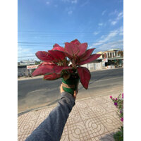 cây hồng phát lộc -cây để bàn -phong thuỷ