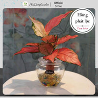 Cây Hồng Phát Lộc thủy sinh để bàn cực đẹp, Cây phong thủy hợp mệnh Hỏa | Lọc không khí, thu hút tài lộc