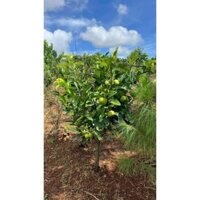 Cây 🌲 Hồng Socola 1m5