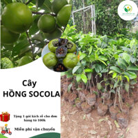Cây Hồng Socola ( cây hạt và cây ghép) chuẩn giống