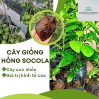 Cây Hồng Socola giống cây mới lạ mới du nhập vào Việt Nam siêu chất lượng,