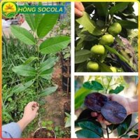 Cây Hồng Socola giống cây mới lạ mới du nhập vào Việt Nam siêu chất lượng