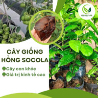 Cây Hồng Socola giống cây mới lạ mới du nhập vào Việt Nam siêu chất lượng, năng suất cao