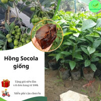 Cây Hồng Socola giống, giống cây ngoại năng xuất cao quả to lõi đen mềm giống socola